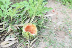 Thumbnail of post image 132