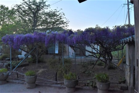 ふじの花が綺麗に咲いていました。