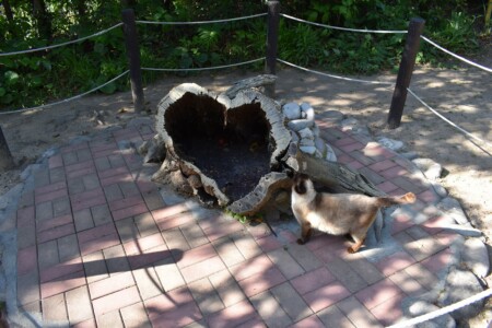 ハートの切り株とネコ
注:タヌキじゃないよ(;'∀')