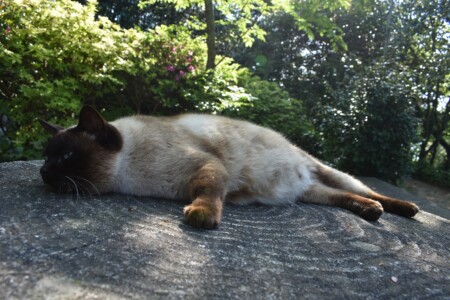 ハートの切り株に居たネコちゃんです♪