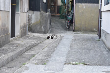 あちこちにネコが居ました♪
