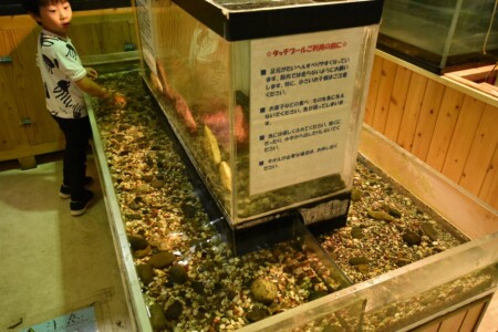 タッチプール どうやら海老と格闘中らしい(#^.^#)